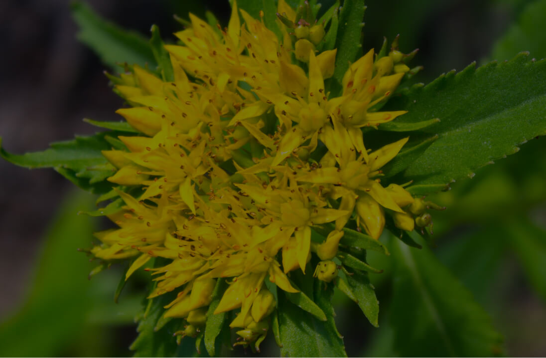 Rhodiola Rosea Extract (root)