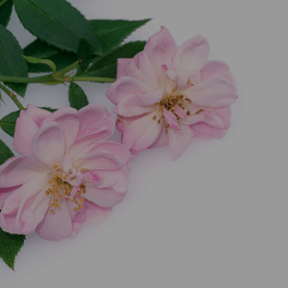 Rosa Damascena (Rose) Flower Oil