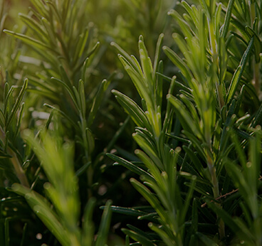 Rosemary