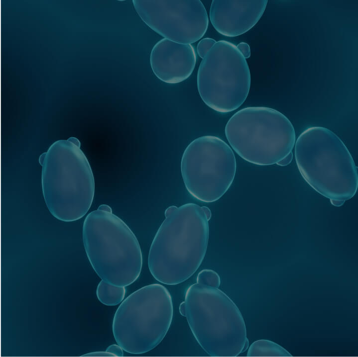 Saccharomyces Probiotic