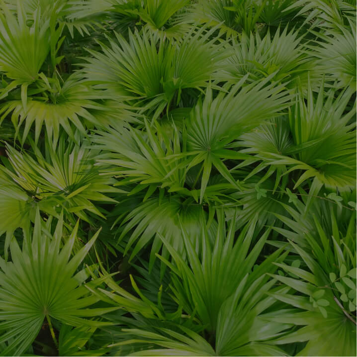 Saw Palmetto