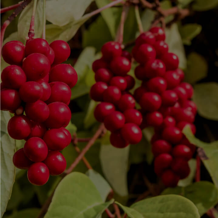 Schisandra Fruit Extract