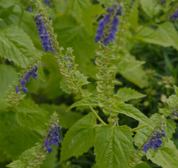 American Skullcap