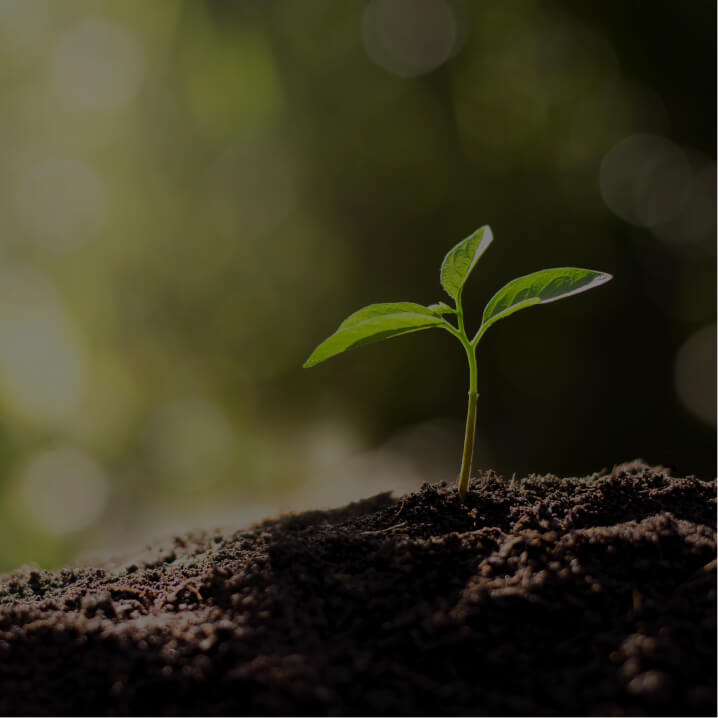 Soil-based Probiotic