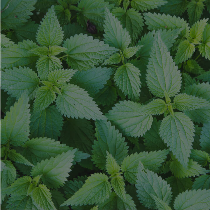 Stinging Nettle