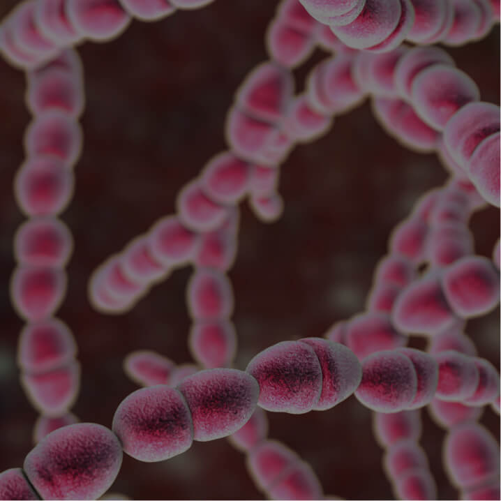 Streptococcus Probiotic
