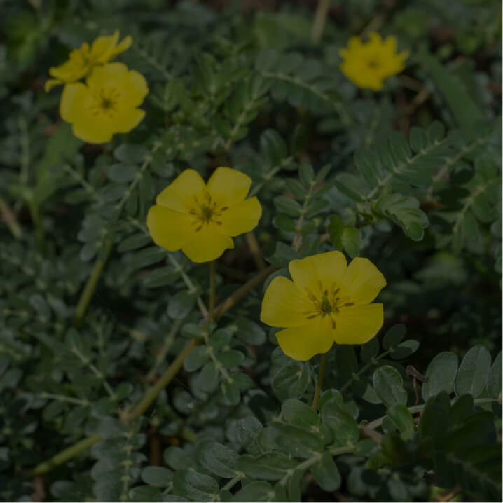 Tribulus terrestris Extract