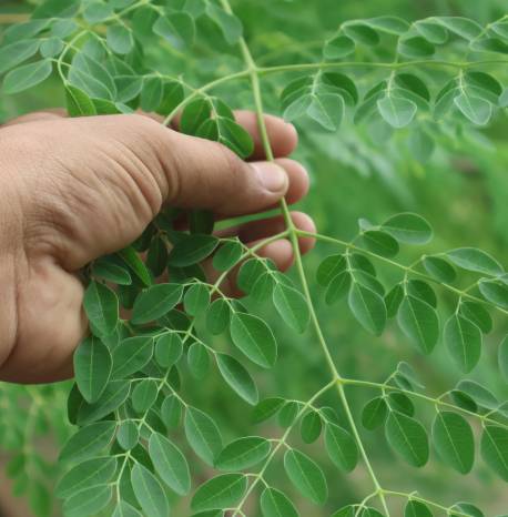 Moringa