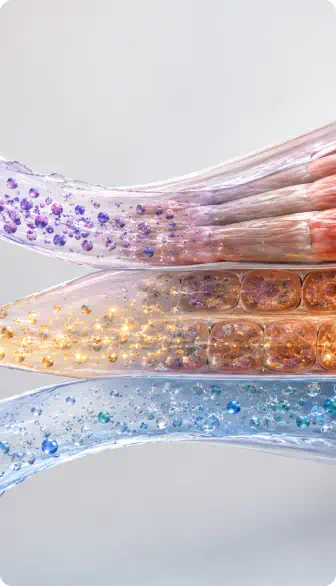 Cross-section of muscle fibres