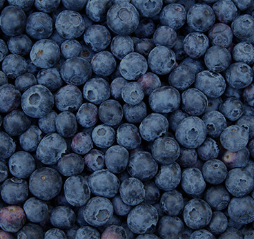 Bilberry