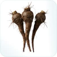 Burdock roots