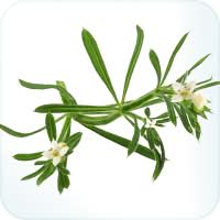 Cleavers plant
