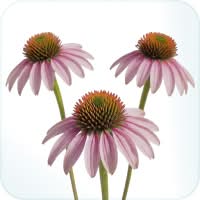 Echinacea purpurea flowers