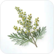 Wormwood plant
