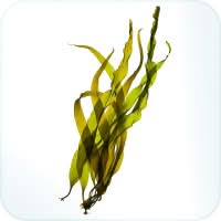 Kelp seaweed