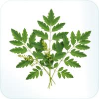 Rutin source botanical