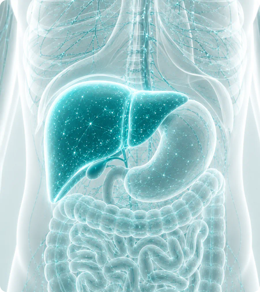 Illustration of liver