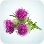 Milk thistle