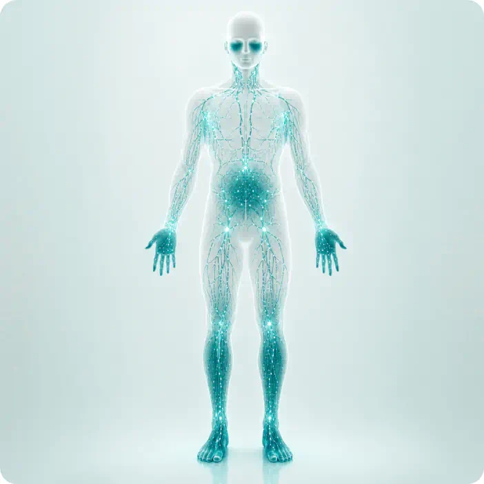Illustration of the human lymphatic system